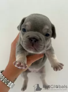 Additional photos: Full Kennel club registered pedigree French bull dog puppies