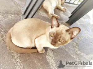 Photo №2 to announcement № 28352 for the sale of burmese cat - buy in Italy private announcement