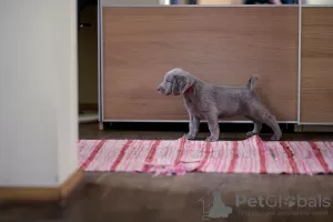 Photo №3. Long haired Weimaraner puppy. Lithuania