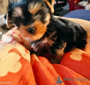 Photo №3. Loving Yorkshire Terrier puppy ready for sale.. Germany