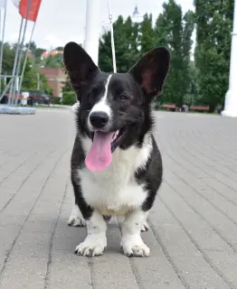 Photo №3. male welsh corgi cardigan. Russian Federation