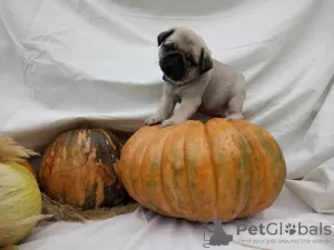 Photo №1. pug - for sale in the city of Bishkek | 700$ | Announcement № 8341