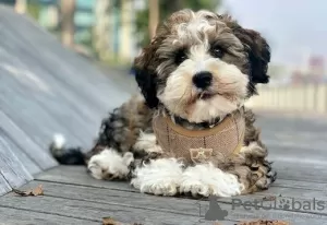 Photo №1. havanese dog - for sale in the city of Vienna | negotiated | Announcement № 91576