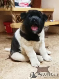 Additional photos: American Akita Puppies