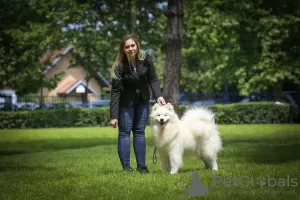 Additional photos: Samoyed puppies for sale