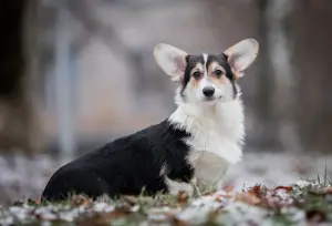 Additional photos: Girl Welsh Corgi Pembroke