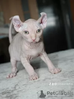 Photo №3. Kittens canadian sphynx elf. Belarus