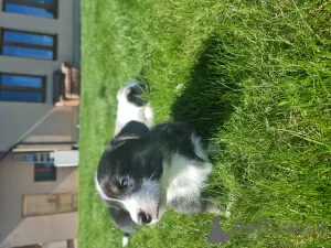 Additional photos: Welsh Corgi Cardigan