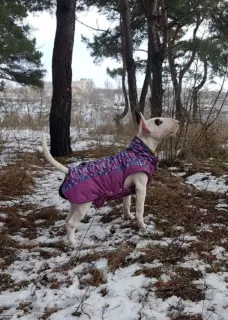 Additional photos: Standard bull terrier. Puppies