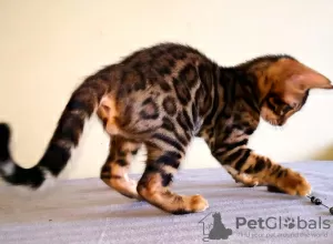 Additional photos: Bengal kittens