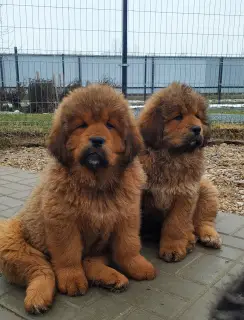 Photo №3. Tibetan Mastiff Puppies. Belarus