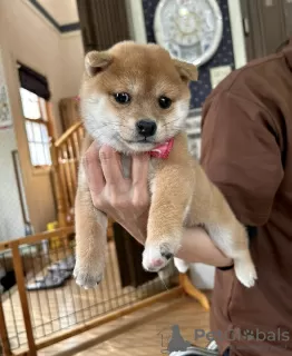 Photo №1. shiba inu - for sale in the city of Novi Vinodolski | 317$ | Announcement № 115729