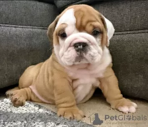 Photo №1. english bulldog - for sale in the city of Tampere | negotiated | Announcement № 119790