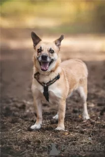 Additional photos: Little dog Suri is in good hands.