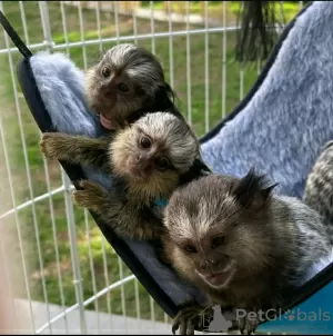 Additional photos: Capuchin and marmosets