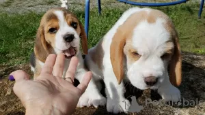 Additional photos: Adorable beagle puppies for sale.