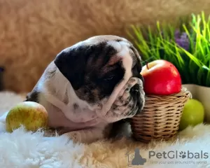 Additional photos: English bulldog babies