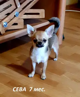 Photo №2 to announcement № 4933 for the sale of chihuahua - buy in Ukraine 