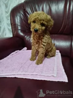 Photo №1. poodle (toy) - for sale in the city of Grocka | negotiated | Announcement № 106784