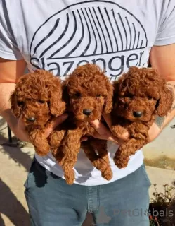 Additional photos: Toy Poodle puppies