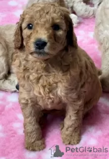 Photo №3. Adorable Miniature Goldendoodle pups ready to go today. United States