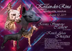 Photo №1. mexican hairless dog - for sale in the city of Moscow | Negotiated | Announcement № 3284