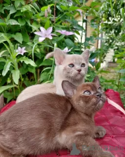 Photo №1. burmese cat - for sale in the city of Sevettijärvi | 391$ | Announcement № 84179