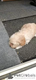 Additional photos: Maltipoo puppy