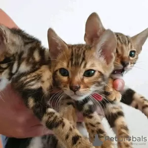 Photo №1. bengal cat - for sale in the city of Мёнхенгладбах | 270$ | Announcement № 30003