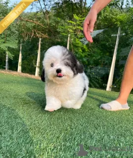 Photo №3. DOMINO - SHEEPADOODLE. Germany