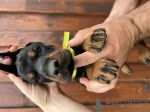 Photo №2 to announcement № 118792 for the sale of dobermann - buy in Poland breeder