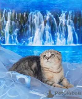 Photo №1. scottish fold - for sale in the city of Stavropol | 345$ | Announcement № 29242