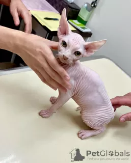 Photo №3. Lovely Sphynx Kittens available for sale,. Germany