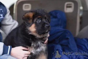 Additional photos: German shepherd puppies