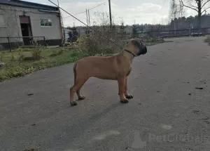 Photo №1. bullmastiff - for sale in the city of Москва | 1350$ | Announcement № 15278