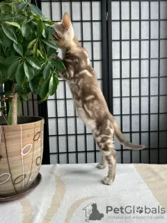 Photo №3. Marble Snow Bengal Boy. United Kingdom