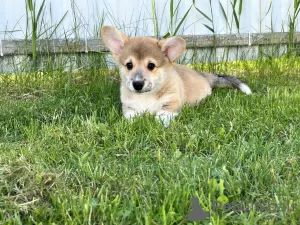 Additional photos: Pembroke Welsh Corgi puppies