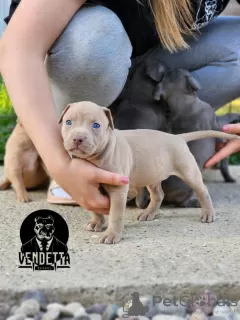 Additional photos: American pit bull terrier puppies