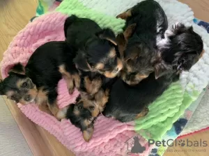 Photo №1. yorkshire terrier - for sale in the city of Novokuznetsk | 136$ | Announcement № 10543