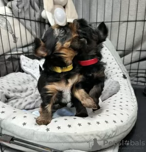 Additional photos: Miniature yorkie-boys