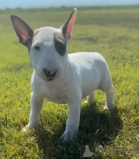 Photo №1. bull terrier - for sale in the city of Lisbon | negotiated | Announcement № 126873