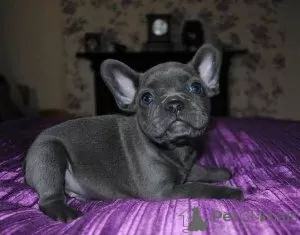 Photo №1. french bulldog - for sale in the city of Аугсбург | 179$ | Announcement № 129372