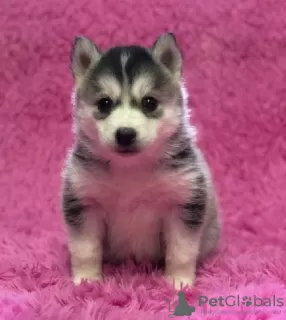 Photo №1. siberian husky - for sale in the city of Антверпен | Is free | Announcement № 129082