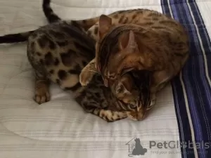 Photo №1. bengal cat - for sale in the city of Berlin | Is free | Announcement № 95077