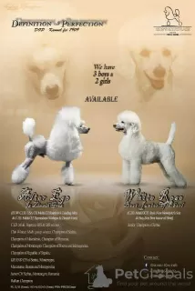 Photo №2 to announcement № 117302 for the sale of poodle (toy) - buy in Serbia 