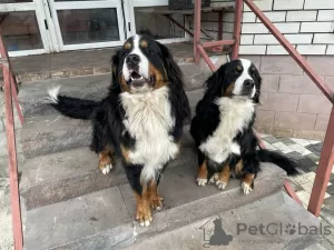 Additional photos: Reservation for Bernese Mountain Dog puppies is open