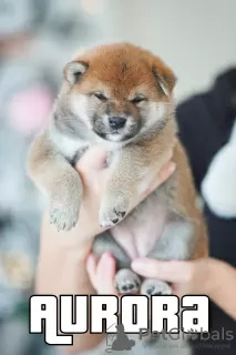 Photo №3. Shiba Inu puppies from BCU/FCI kennel. Belarus