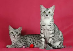 Additional photos: The cattery offers Egyptian Mau kittens for sale.