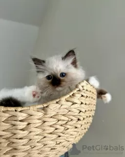 Photo №2 to announcement № 109687 for the sale of ragdoll - buy in Germany breeder