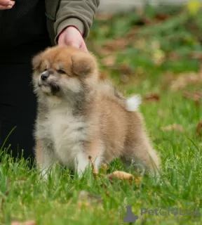 Photo №3. Japanese Akita Inu puppies. Belarus